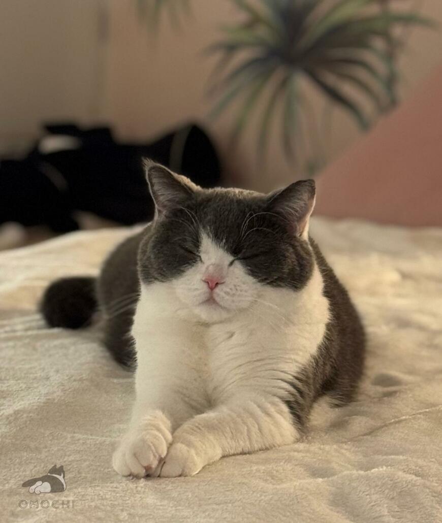 出所：@omochiomoching