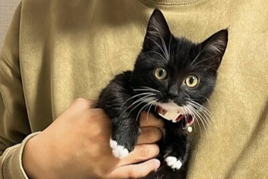 【間違い探し】難解すぎる「猫クイズ」に思わず目を疑う　「難問だ！右耳の角度かな…」