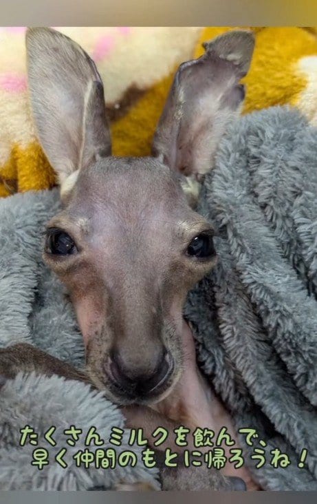提供：愛媛県立とべ動物園