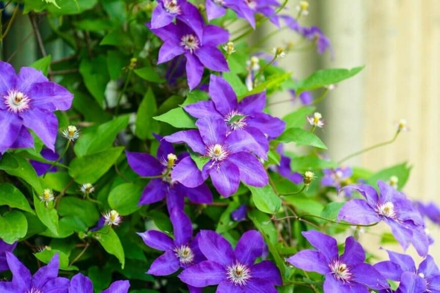 初夏にオシャレな花が楽しめる《つる性植物3選》コンパクトスペースが立体的に華やぐ！