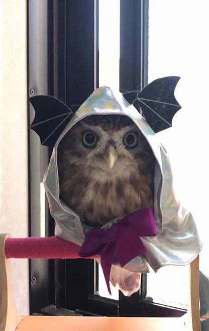 出所：@cr8673.hiro