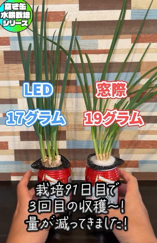 出所：mikanbo_ya19_87