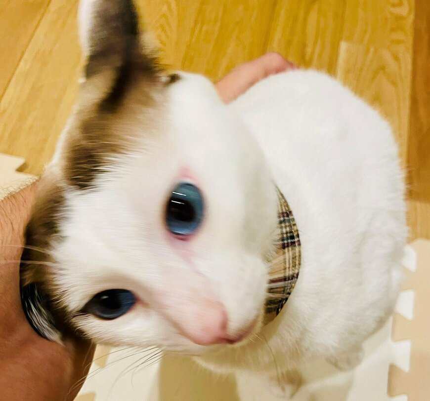 出所：@tsukune216