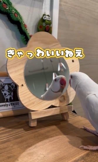 出所：@zundamame_cockatiel