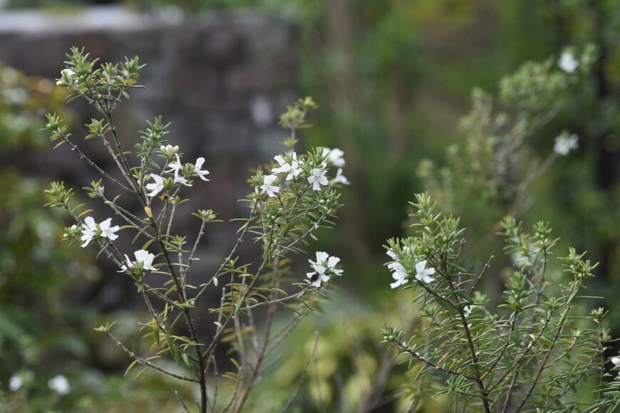 tamu1500/shutterstock.com