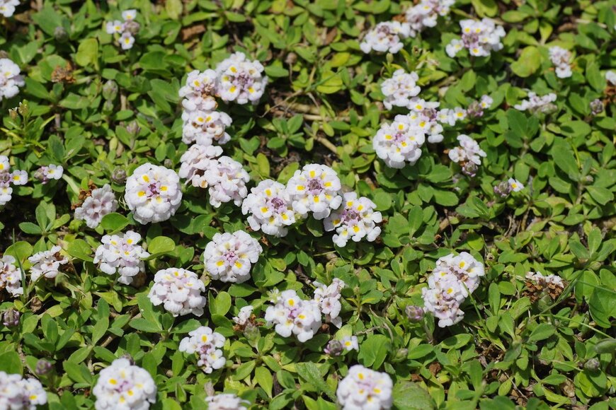 mutsu7211/shutterstock.com