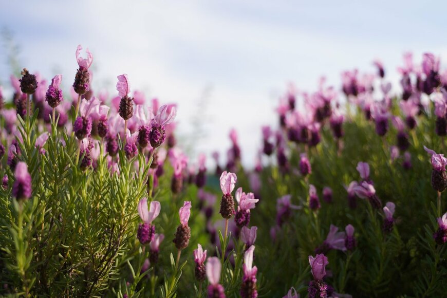 dokosola/Shutterstock.com