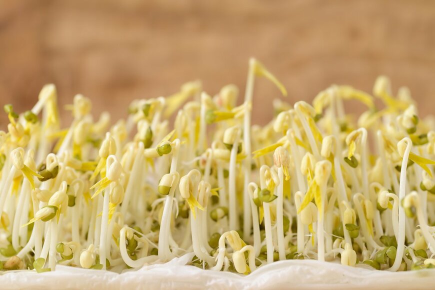 Nungning20/shutterstock.com