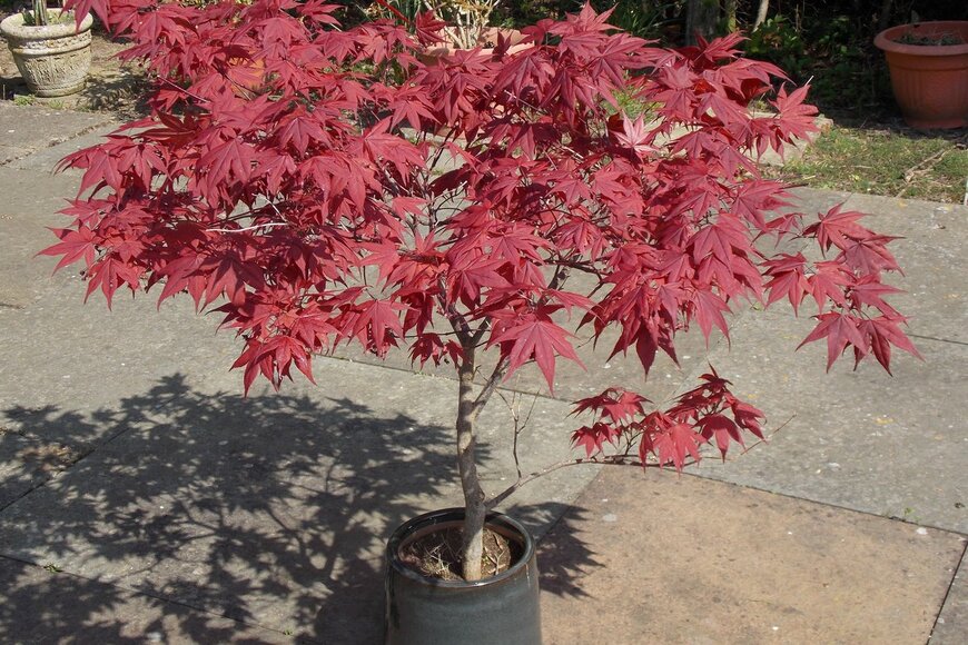 J carter/shutterstock.com