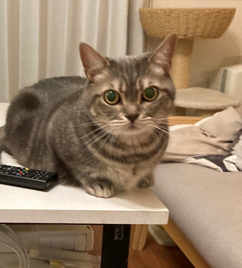 出所：@nekotansoku