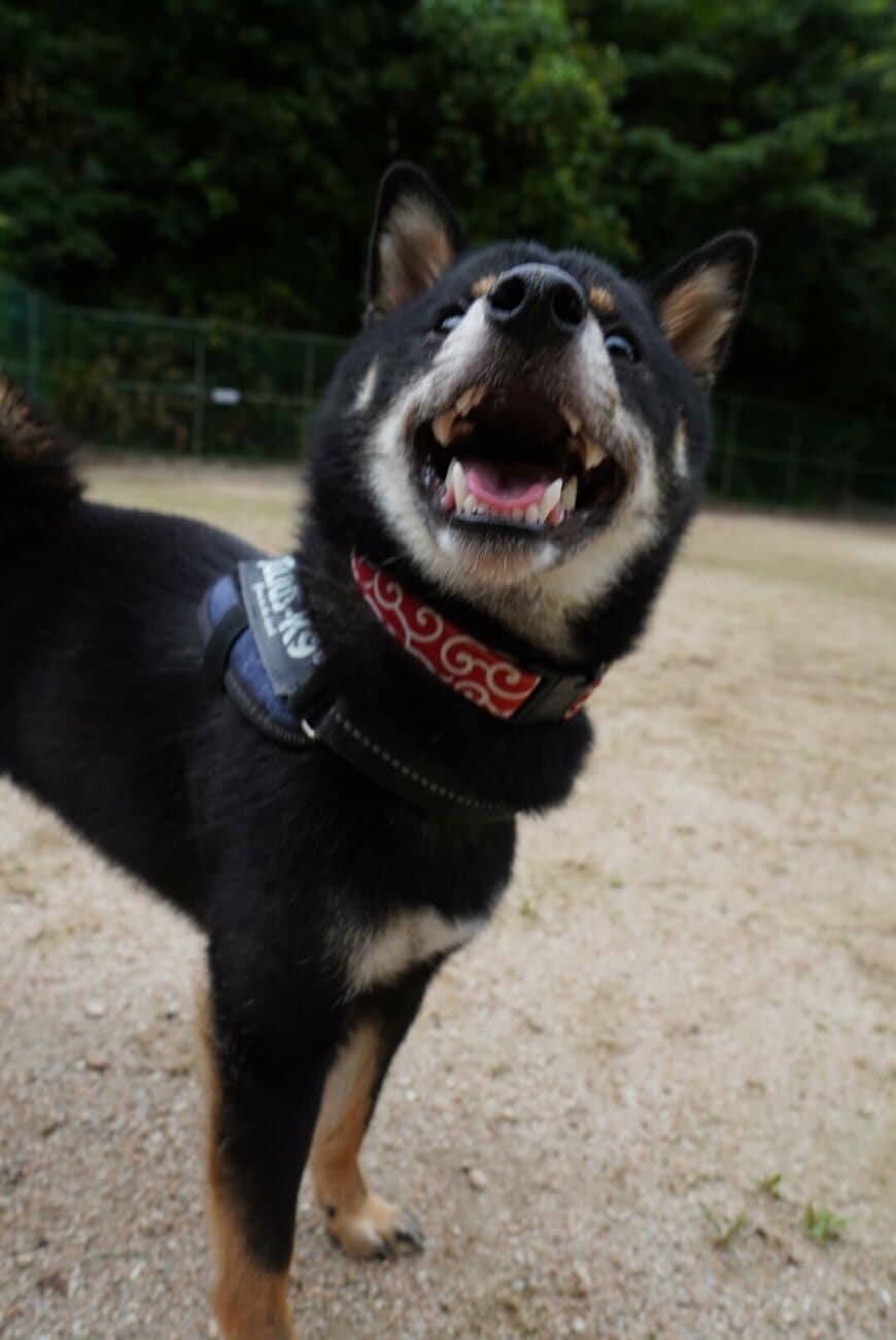 出所：＠kuroshibapeko