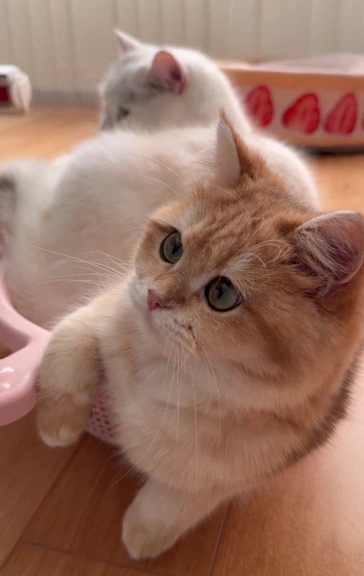 「もふもふぎっしり！」狭いかごにはみ出しながらも無理やり入る2匹の猫に癒される