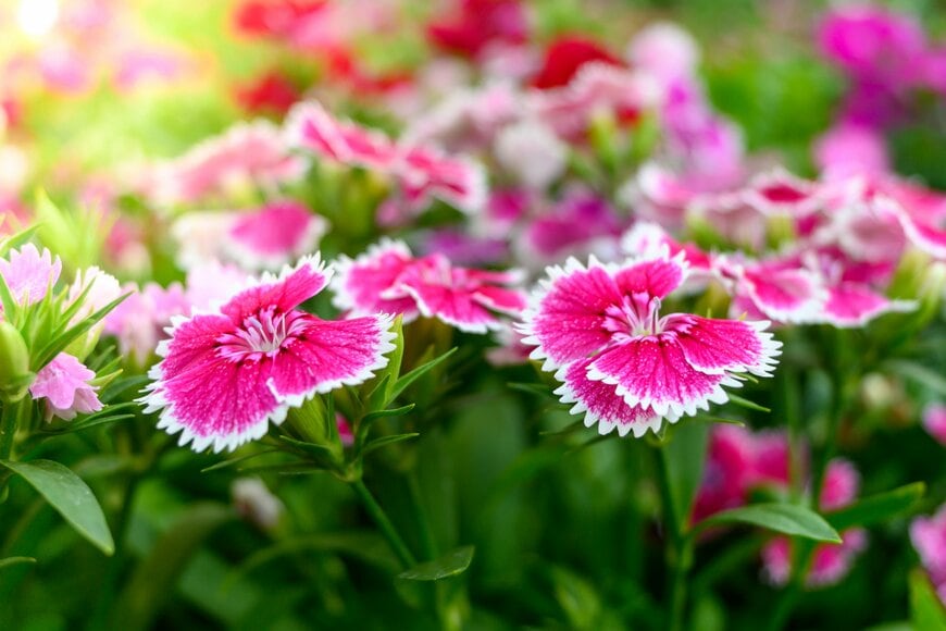 【狭い庭でも植えっぱなし】ナチュラルガーデンにおすすめ!コンパクト&おしゃれな多年草3選