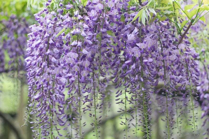 Mei Yi/shutterstock.com