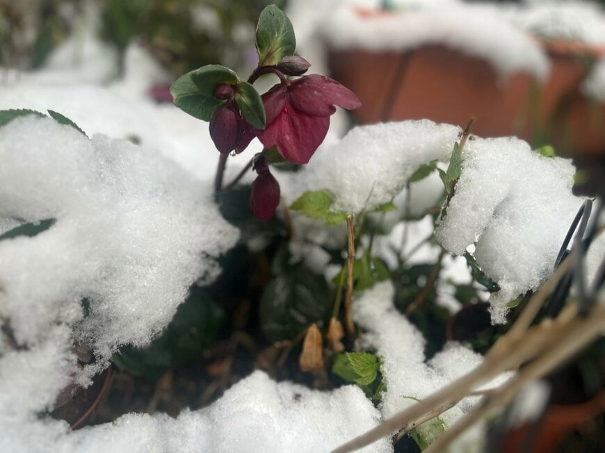 【実録】関東の積雪でも折れなかった！わが家の庭で検証済の《雪に強い植物たち》4選。3年越しで咲いた《秘蔵のクリスマスローズ》も公開