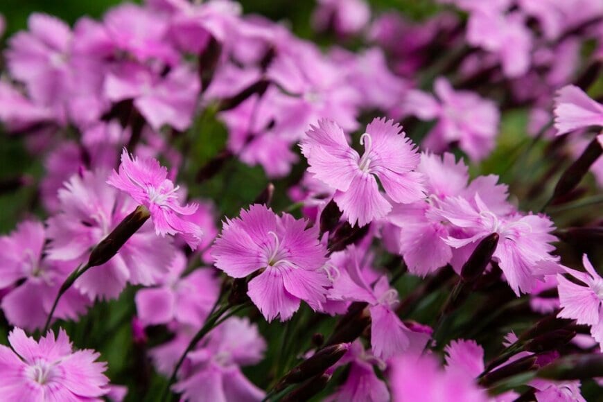 Flower_Garden/shutterstock.com
