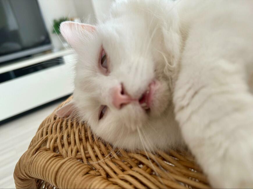 出所：@meltube_cat