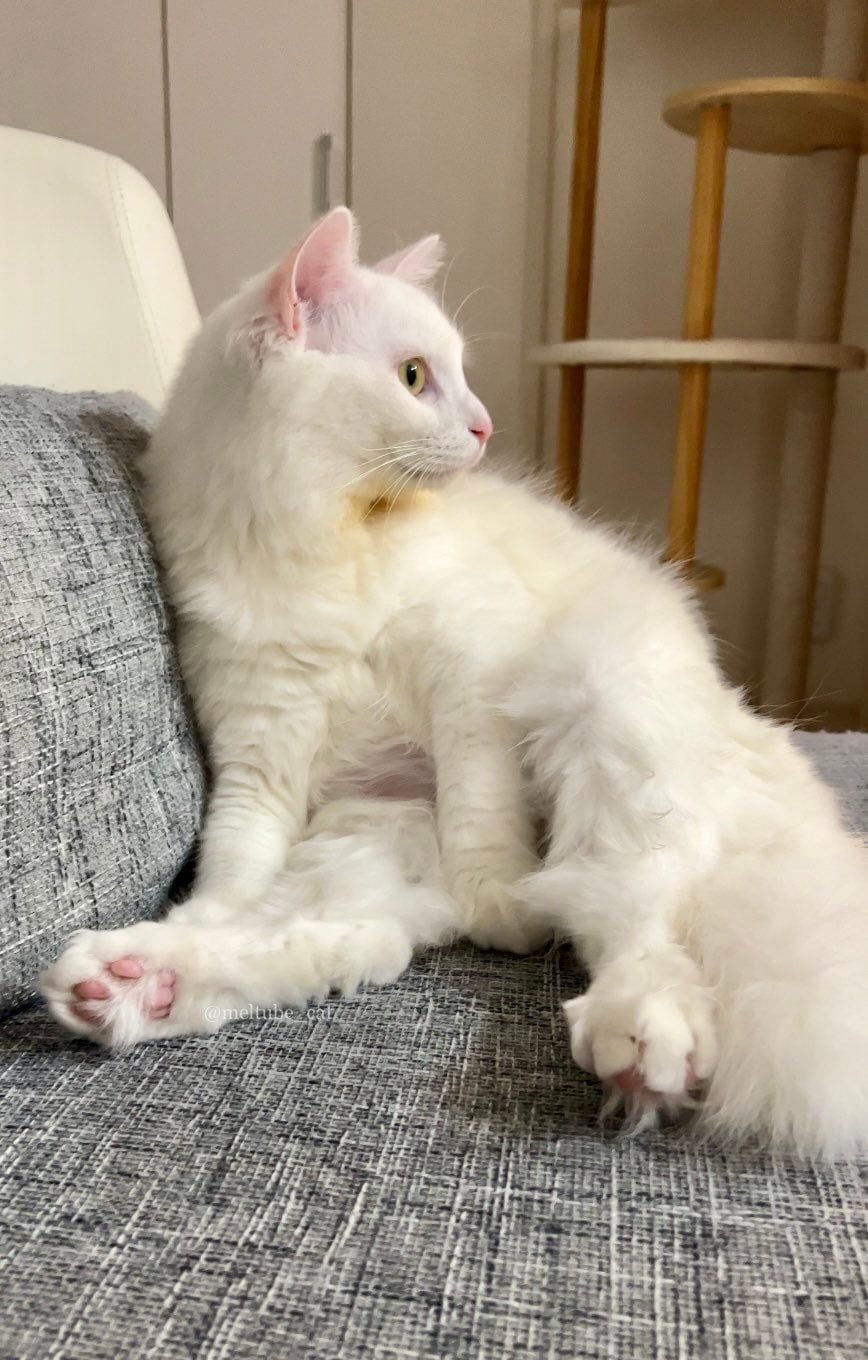 出所：@meltube_cat