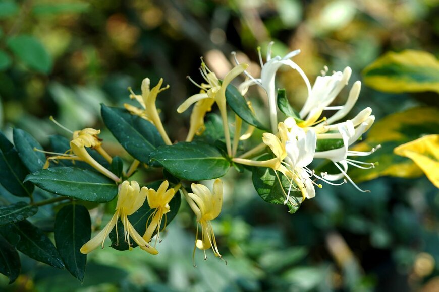 【ガーデニング】芳⾹が魅力のおススメ低木6選。お洒落な花やカワイイ実も楽しんで！