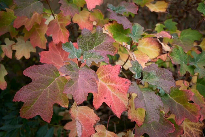 【ガーデニング】シックな秋色がお洒落。紅葉を楽しむ「多年草・低木」おすすめ8選