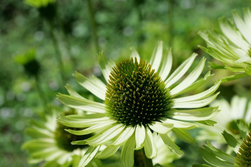 【ほったらかしガーデニング】ほぼ植えっぱなしOK「最小限のケアで毎年美しい花が咲く」手間いらずの宿根草4選