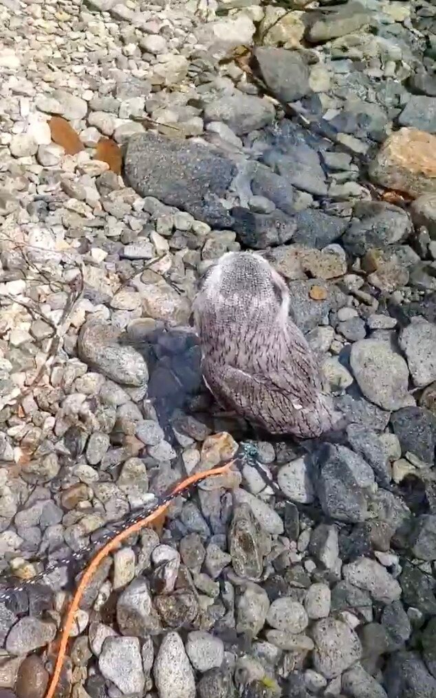 出所：@khmFvyd8Z1Xt4rB