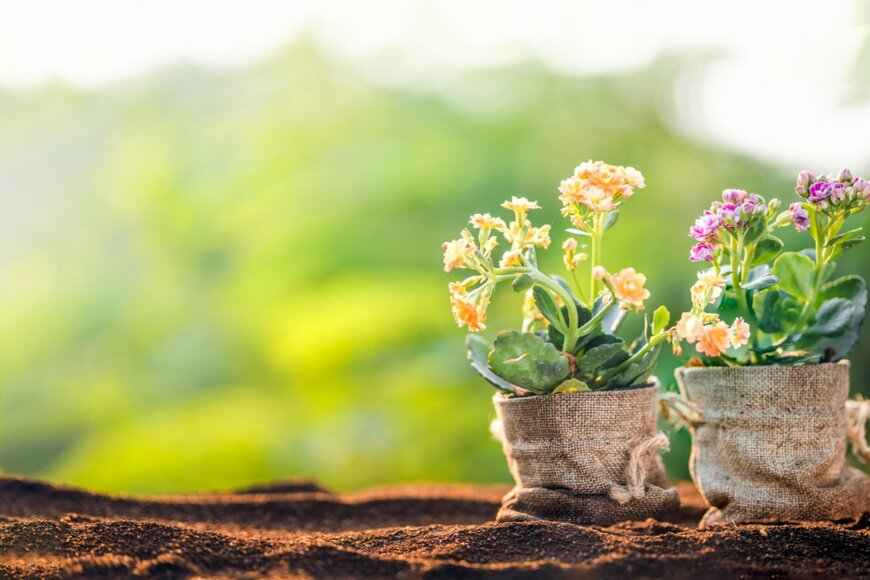 RachenArt/shutterstock.com