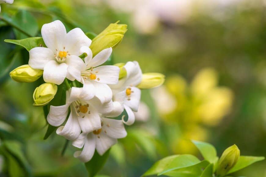 Praew stock/shutterstock.com