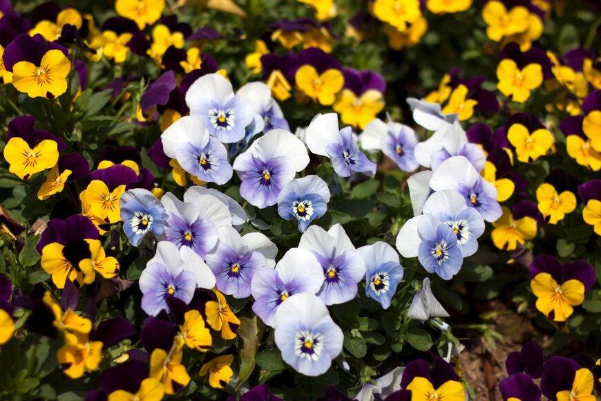 janniwet/istockphoto.com