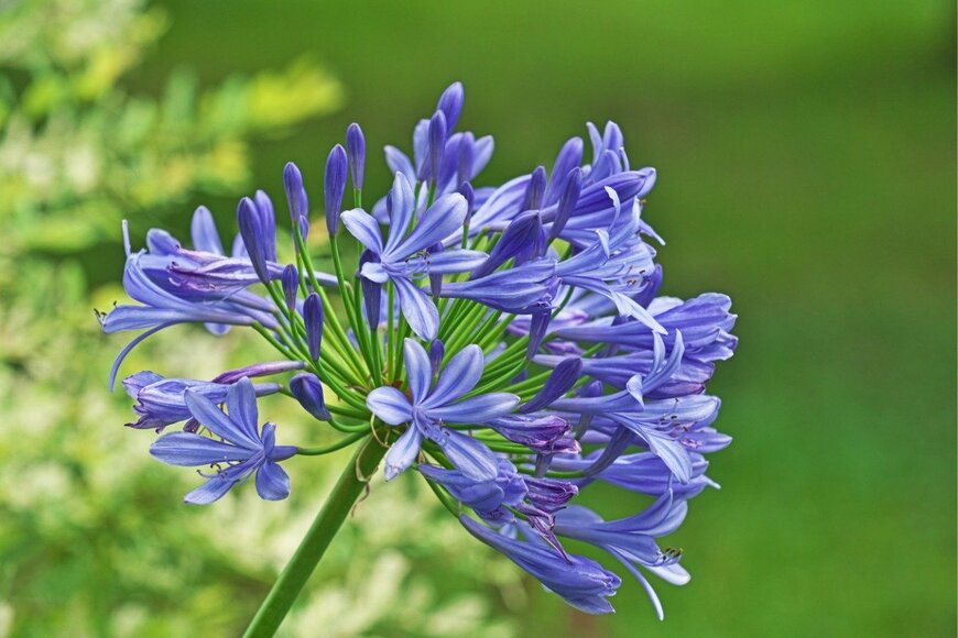 igaguri_1/istockphoto.com