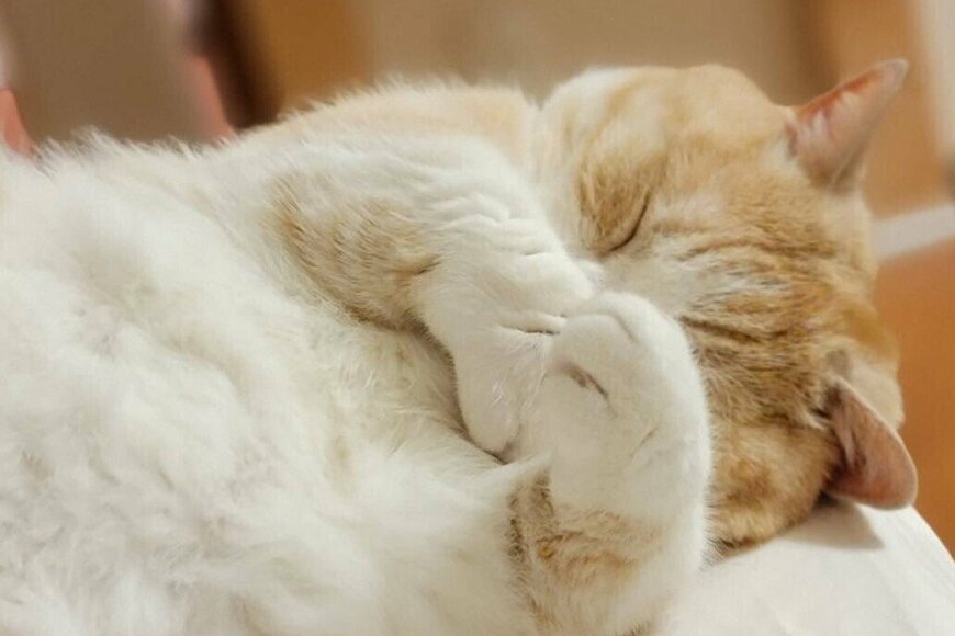 見てるだけで幸せ…駄々をこねる猫さん「まだ起きたくないにゃ」Twitterで話題のモフモフ猫が可愛い