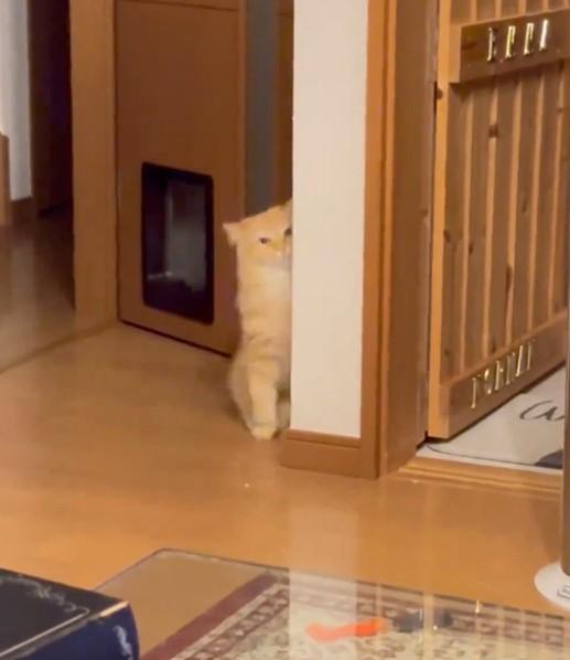 こちらを見つめる猫
