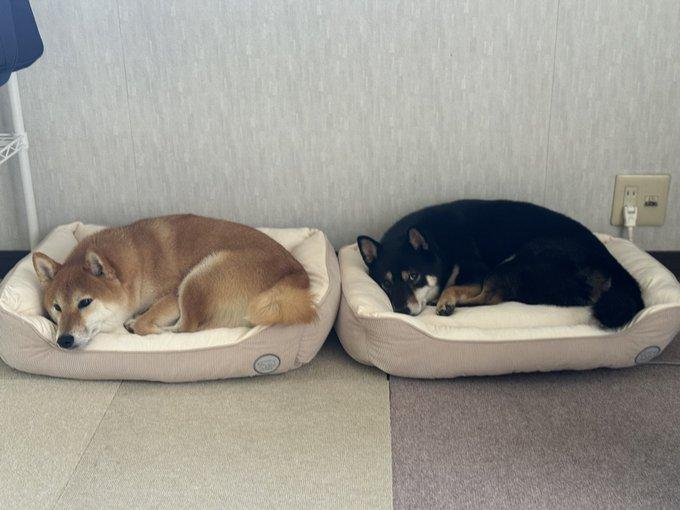 ベッドにいる2匹の犬