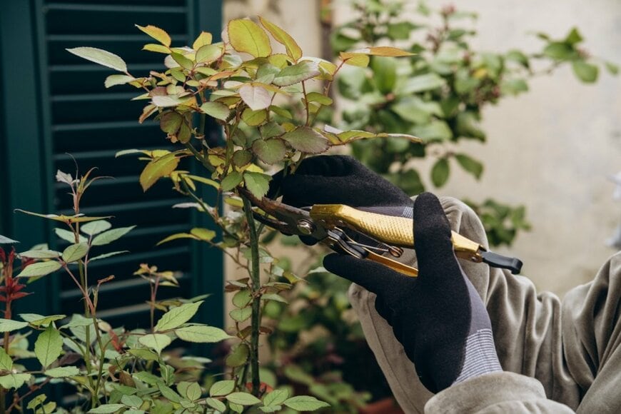 剪定ばさみを使ってバラの剪定をする様子