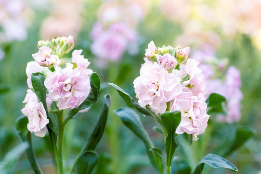 淡いピンク色の花を咲かせている、ストック 