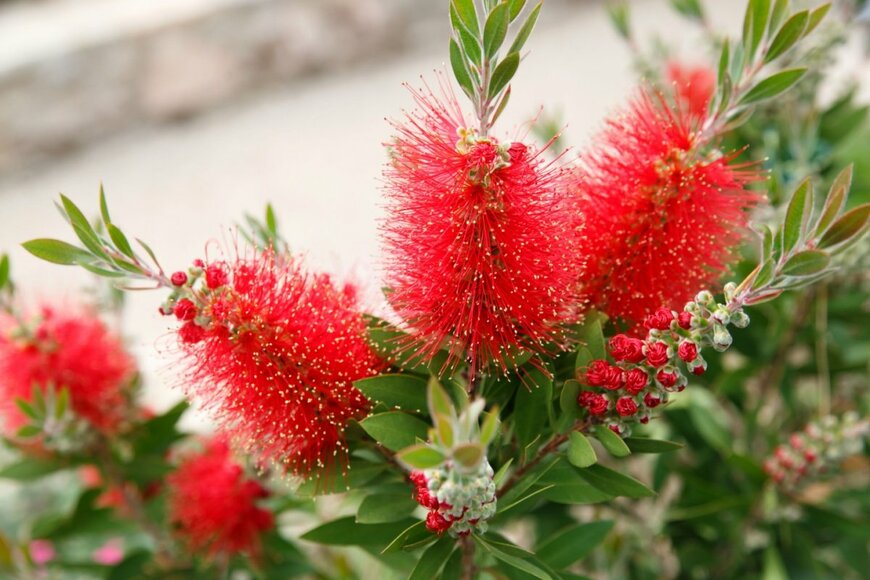 赤い花を咲かせている、ブラシノキ