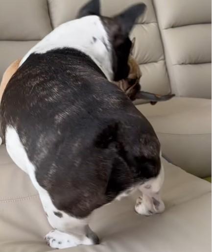 おもちゃを取り合う2匹の犬