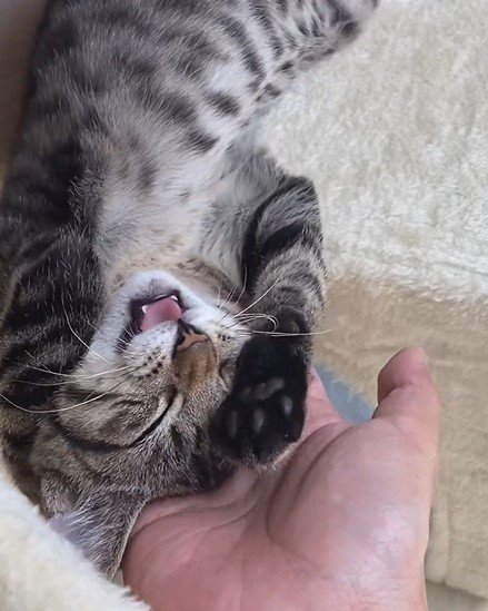 手が離せない猫