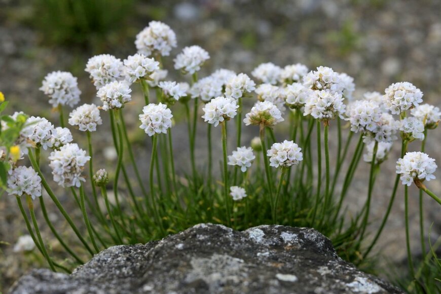 アルメリアの花。色は白。形は丸い。