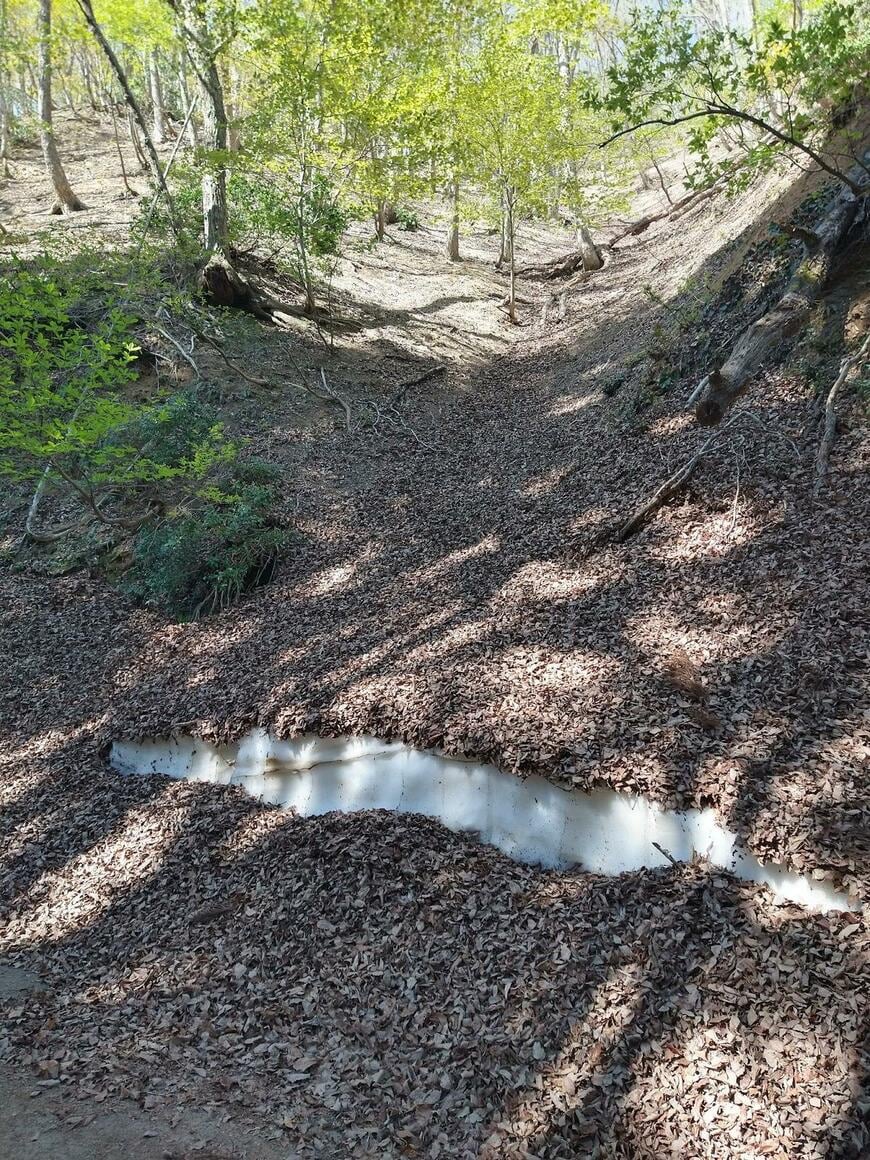 山奥で目撃した光景