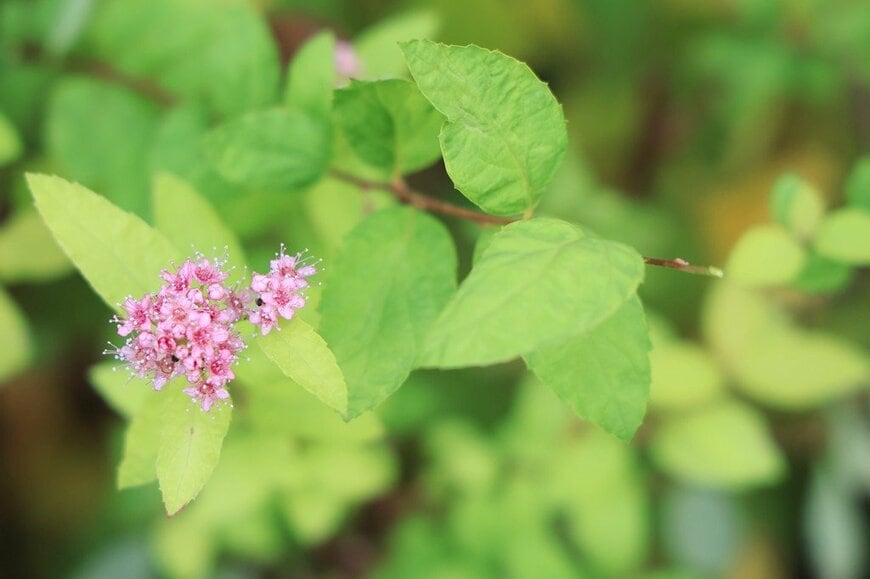 ライムグリーンの葉をもち、ピンクの花を咲かせている、シモツケ・ゴールドフレーム