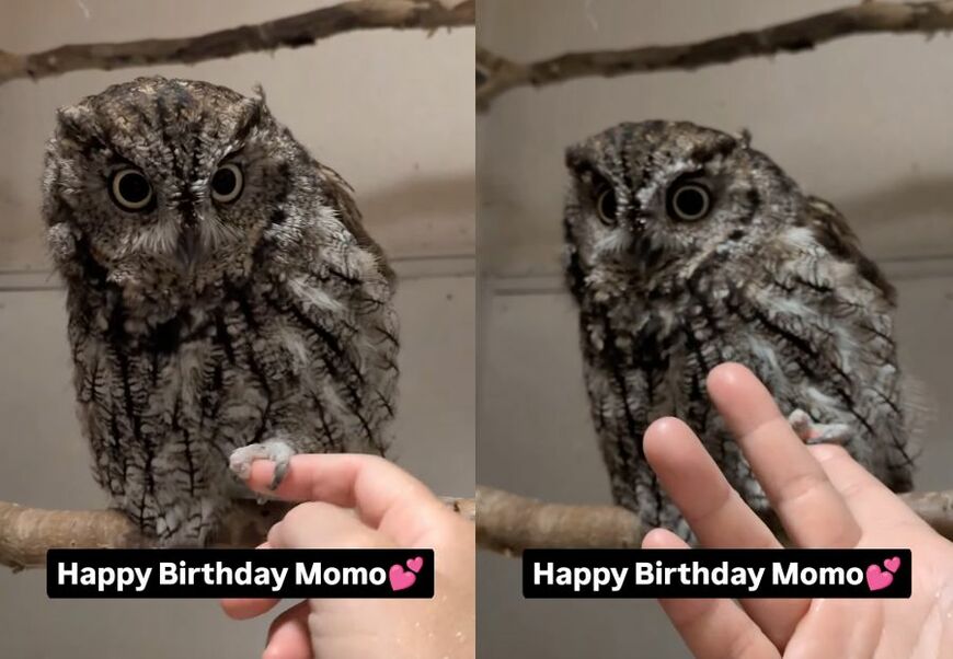 投稿動画のワンシーン