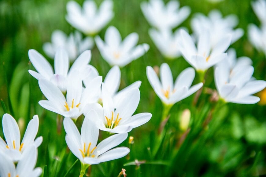 白いゼフィランサスの花々