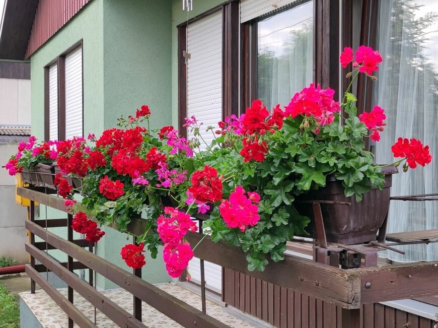 赤やピンクの花を咲かせている、ゼラニウム