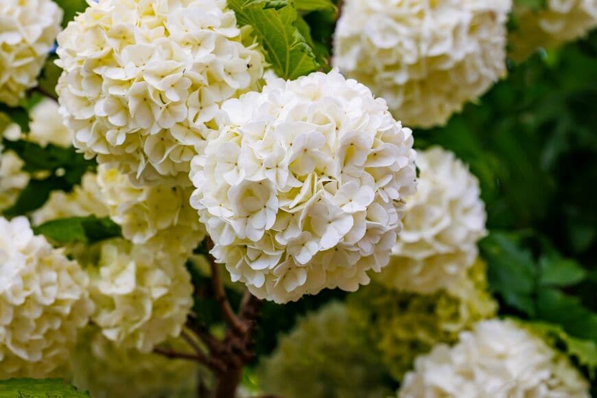 ビバーナム・スノーボール