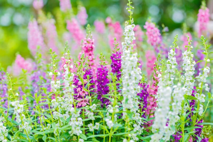 白、紫、ピンクのアンゲロニアの花々