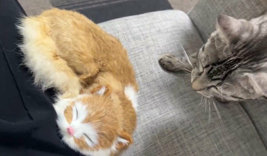 ぬいぐるみと猫