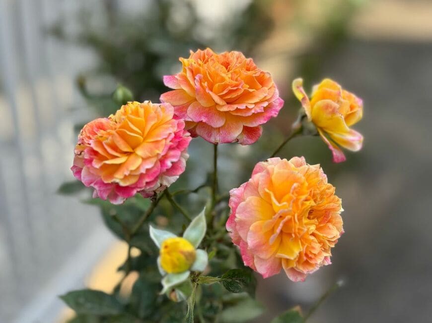 ロゼット咲きの花が愛らしい「シャルール」