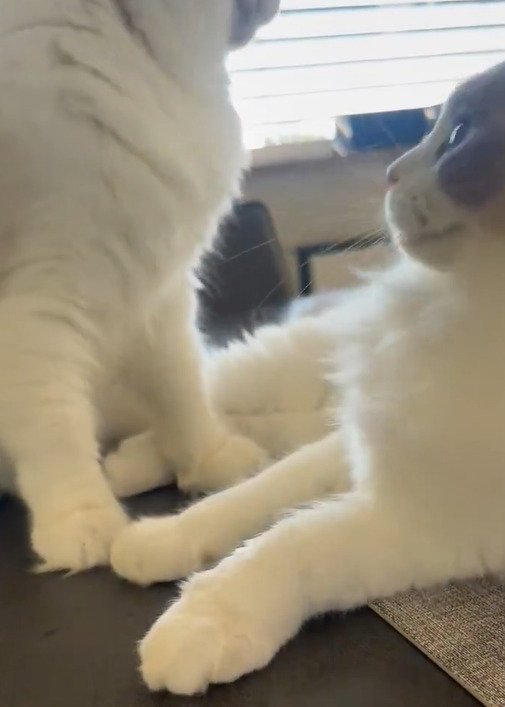 じゃれあう猫たち