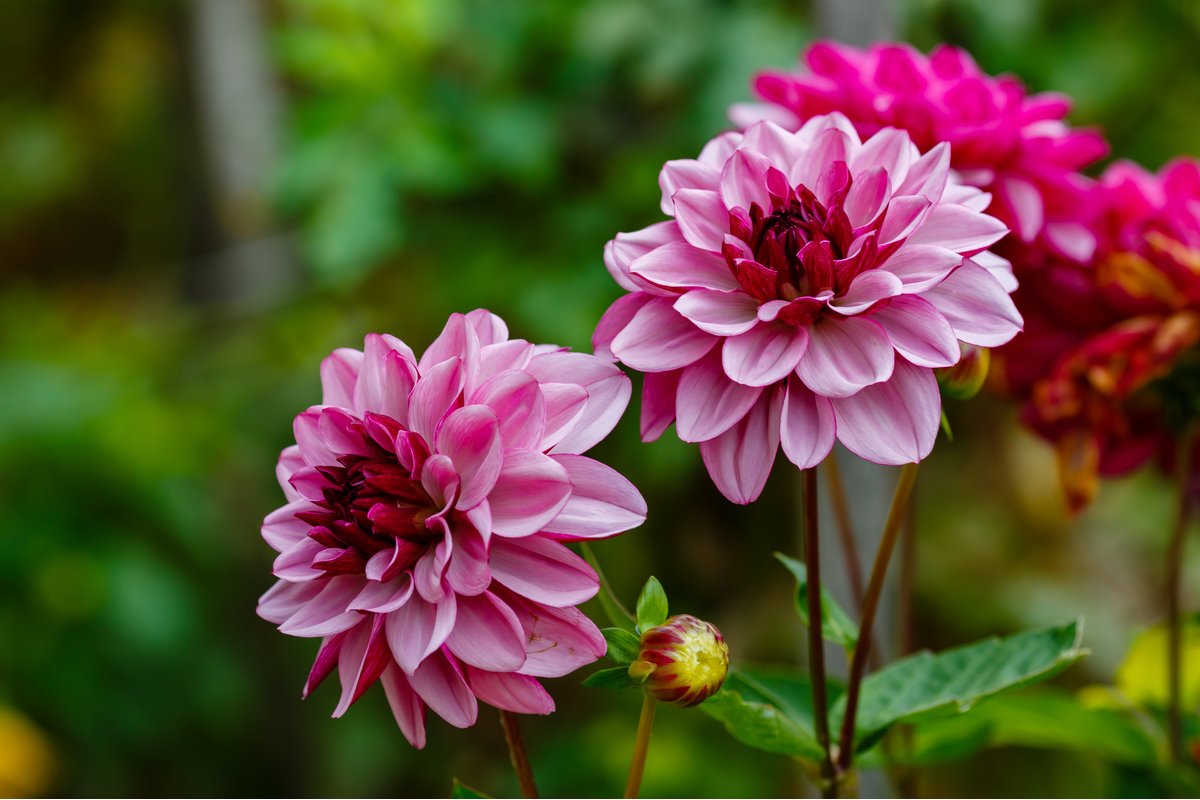 写真 春のガーデニング 華やかなダリア 鉢植え 地植えで育てるには 注意するポイントは Limo くらしとお金の経済メディア